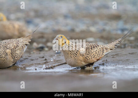 Vrouwtje Steppehoen drinkend bij een drinkplaats in Kasachstan; Weiblicher Pallas der Sandgrouse (Syrrhaptes paradoxus) trinken an ein trinken Pool in Kazac Stockfoto