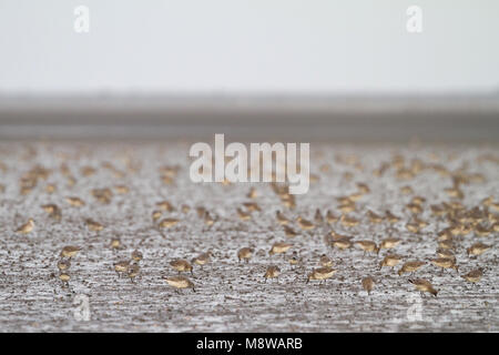 Groep Kanoeten in de Wattenmeer; Herde der rote Knoten (Calidris Canutus) im deutschen Wattenmeer Stockfoto