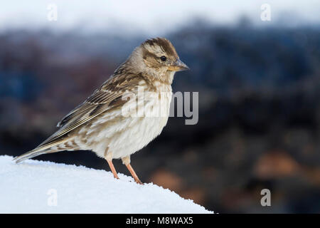 Rotsmus; Rock Sparrow; Petronia petronia ssp. Barbara, Erwachsene, Marokko Stockfoto