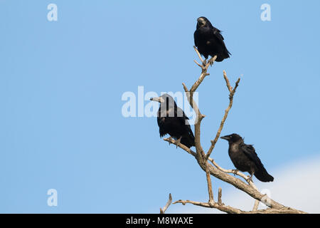 Roek, Rook, Corvus frugilegus ssp. frugilegus, Deutschland, Erwachsenen und Jugendlichen Stockfoto