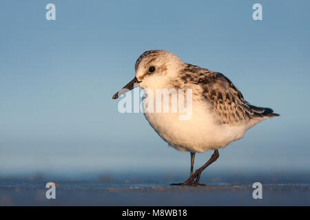 - Sanderling Sanderling Calidris Alba -, Deutschland, 1. CY Stockfoto