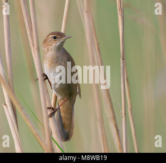 Snor; der Savi Warbler; Locustella luscinioides, Ungarn Stockfoto