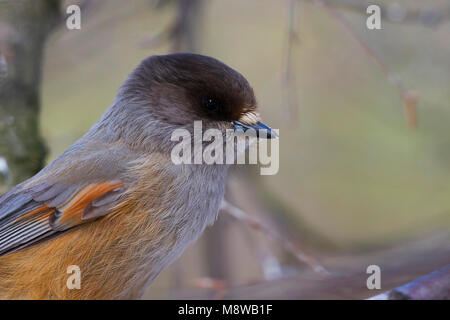 Taigagaai, sibirische Jay, Perisoreus infaustus ssp. infaustus, Norwegen, Erwachsene Stockfoto