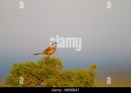 Spectacled Warbler - Brillengrasmücke - Sylvia conspicillata ssp. conspicillata, Zypern, männlichen Erwachsenen Stockfoto