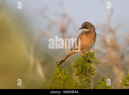 Brilgrasmus; Spectacled Warbler; Sylvia conspicillata ssp. conspicillata, Zypern, männlichen Erwachsenen Stockfoto