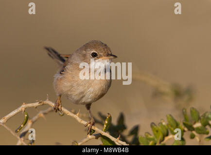 Brilgrasmus; Spectacled Warbler; Sylvia conspicillata ssp. conspicillata, Zypern, erwachsene Frau Stockfoto