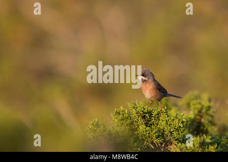 Brilgrasmus; Spectacled Warbler; Sylvia conspicillata ssp. conspicillata, Zypern, männlichen Erwachsenen Stockfoto