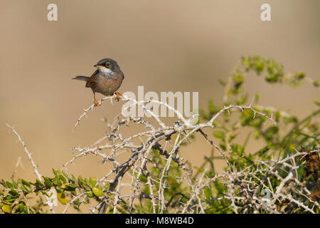 Brilgrasmus; Spectacled Warbler; Sylvia conspicillata ssp. conspicillata, Zypern, männlichen Erwachsenen Stockfoto