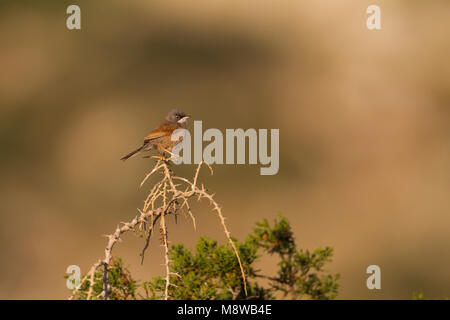 Brilgrasmus; Spectacled Warbler; Sylvia conspicillata ssp. conspicillata, Zypern, männlichen Erwachsenen Stockfoto