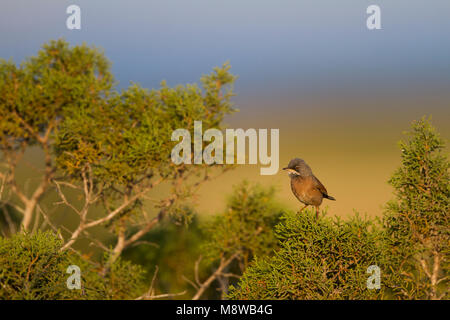 Brilgrasmus; Spectacled Warbler; Sylvia conspicillata ssp. conspicillata, Zypern, männlichen Erwachsenen Stockfoto