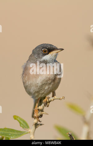 Spectacled Warbler - Brillengrasmücke - Sylvia conspicillata ssp. conspicillata, Zypern, männlichen Erwachsenen Stockfoto