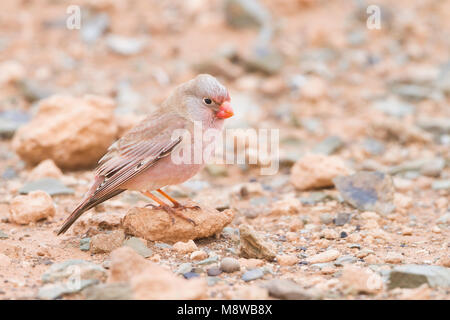 Trompeter Finch - Bucanetes githagineus Wüstengimpel - ssp. zedlitzi, Marokko Stockfoto