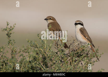 Turkestaanse Klauwier; Red-tailed Shrike; Lanius phoenicuroides, Kasachstan, nach weiblichen und männlichen Stockfoto