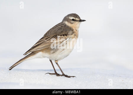 Wasser Pieper - bergpieper - Anthus spinoletta spinoletta ssp., Deutschland, Erwachsene Stockfoto