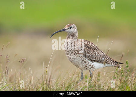 Regenwulp, Regenbrachvogel, Numenius phaeopus ssp. islandicus, Island, Erwachsene Stockfoto