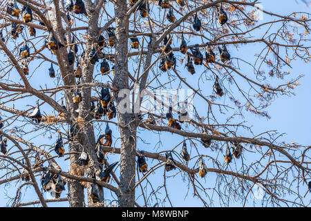 Graue Flughunde nach unten hängenden Ästen - einheimische australische megabats Stockfoto