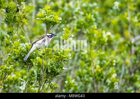 Chinesische bulbul (Pycnonotus sinensis) auf Baum Stockfoto
