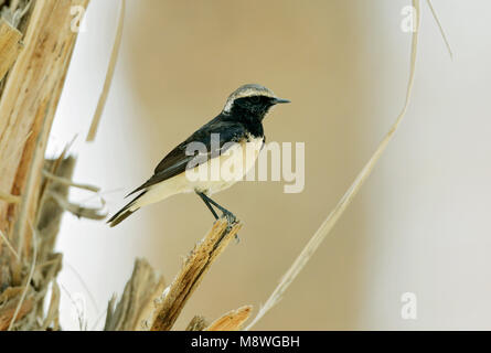 Cyprustapuit; Zypern; Oenanthe Steinschmätzer cypriaca; Männlich Stockfoto