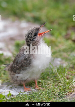 Jonge Noordse Stern; junge Küstenseeschwalbe Stockfoto