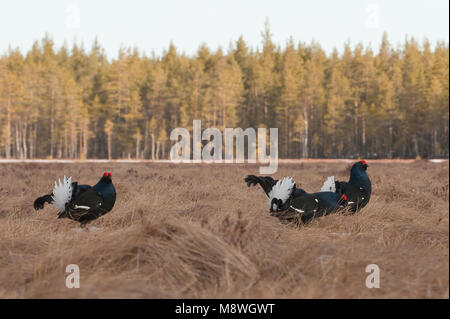 Mannetje Korhoen baltsend; Männliche Birkhuhn anzeigen Stockfoto