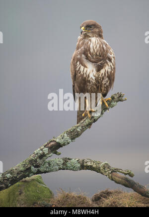 Buizerd zittend op Tak, Mäusebussard thront auf einem Zweig Stockfoto