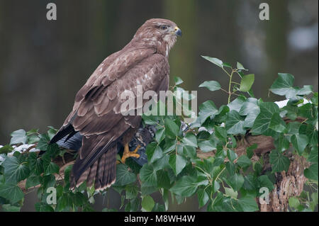 Buizerd zittend op Tak; Mäusebussard auf Ast sitzend Stockfoto