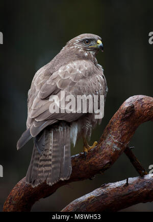 Buizerd zittend op een Tak; Mäusebussard auf einem Ast sitzend Stockfoto