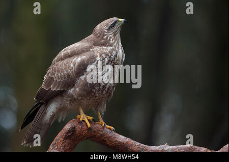 Buizerd zittend op een Tak; Mäusebussard auf einem Ast sitzend Stockfoto