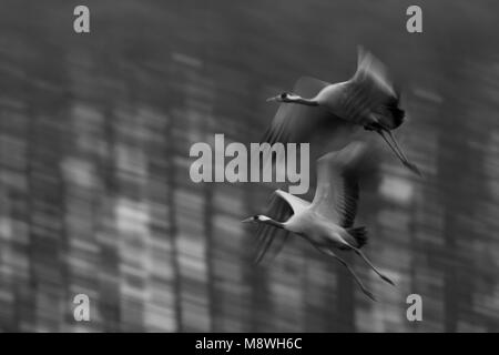 Kraanvogel vliegend; Kranich fliegen Stockfoto