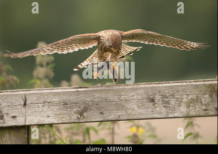 Torenvalk vrouwtje landend op hek met Muis; Turmfalke weiblichen Landung auf Tor mit der Maus Stockfoto