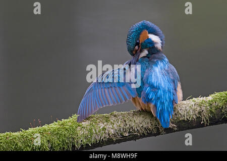 Goudsbloem poetsend, Eisvögel putzen Stockfoto