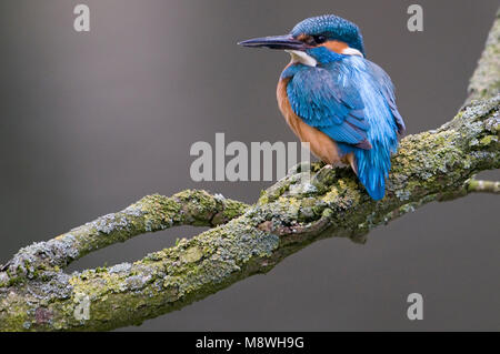 Goudsbloem zittend op een Tak, Eisvögel thront auf Zweig Stockfoto