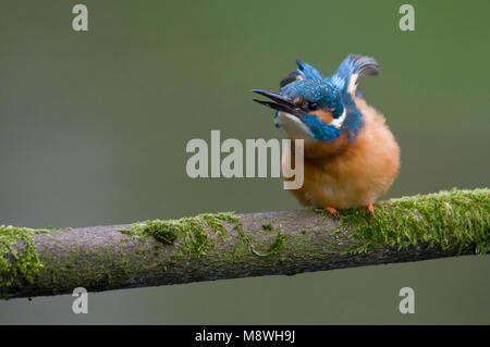 Goudsbloem zittend op een Tak, Eisvögel thront auf Zweig Stockfoto