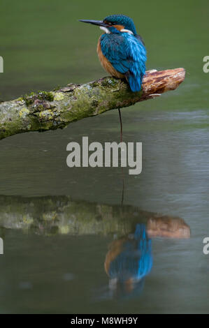 Goudsbloem zittend op een Tak, Eisvögel thront auf Zweig Stockfoto