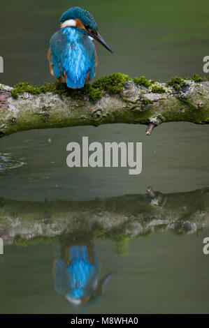 Goudsbloem zittend op een Tak, Eisvögel thront auf Zweig Stockfoto