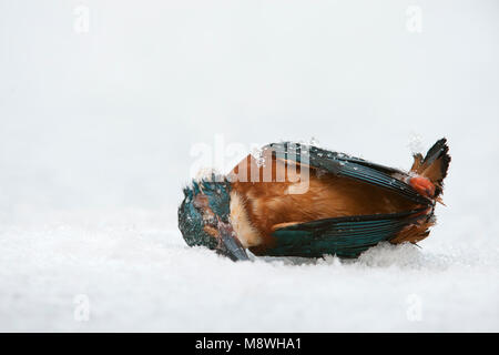 Dode IJsvogel in de sneeuw; Toten Eisvögel im Schnee Stockfoto