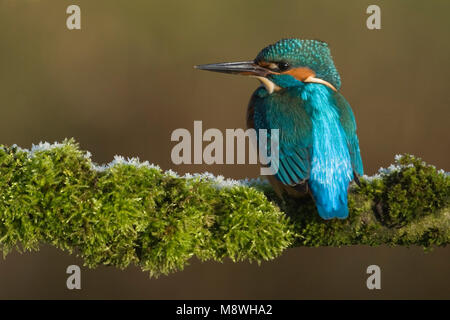 Goudsbloem zittend op een Tak, Eisvögel thront auf Zweig Stockfoto