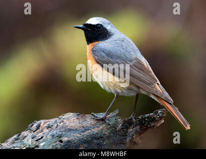 Mannetje Gekraagde Roodstaart, männliche Common Redstart Stockfoto