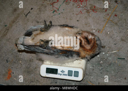 Barn Owl während der beringung Sitzung von Küken Stockfoto