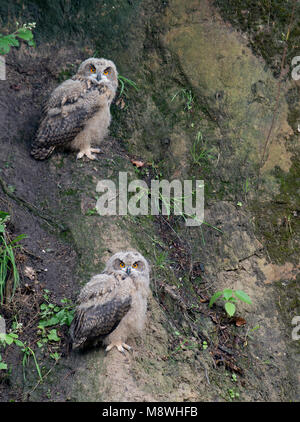 Twee jonge Oehoes bij Nest, Twe Junge im Nest Eagle-Owls Stockfoto