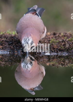 Gaai bij drinkpoel, Eurasian Jay zu trinken Website Stockfoto