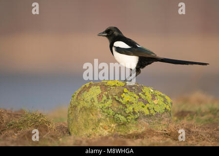 Ekster zittend op een Steen, Eurasian Magpie thront auf Stein Stockfoto