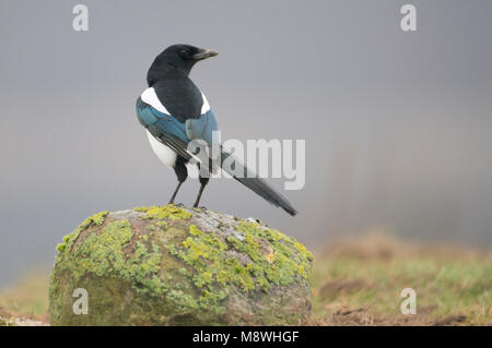 Ekster zittend op een Steen, Eurasian Magpie thront auf Stein Stockfoto