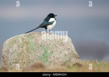 Ekster zittend op een Steen, Eurasian Magpie thront auf Stein Stockfoto