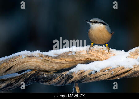 Boomklever op sneeuw boomstronk Met;, Eurasischen Kleiber am Baum Stich mit Schnee Stockfoto