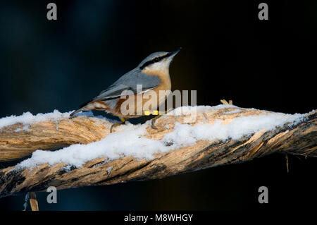 Boomklever op sneeuw boomstronk Met;, Eurasischen Kleiber am Baum Stich mit Schnee Stockfoto