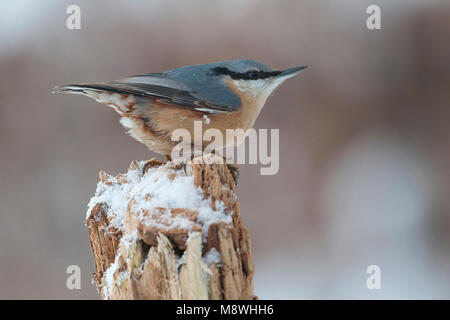 Boomklever op sneeuw boomstronk Met;, Eurasischen Kleiber am Baum Stich mit Schnee Stockfoto