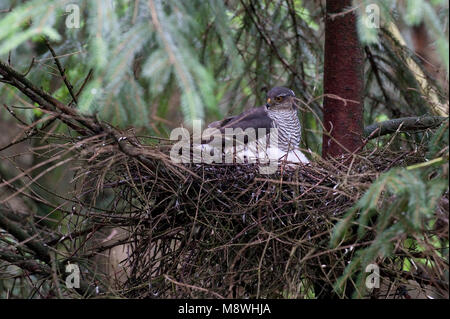 Volwassen sperwer op Nest bij Jongen; Erwachsene Eurasian Sparrowhawk im Nest mit Jungen Stockfoto