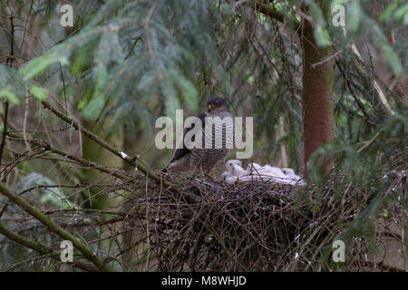 Volwassen sperwer op Nest bij Jongen; Erwachsene Eurasian Sparrowhawk im Nest mit Jungen Stockfoto