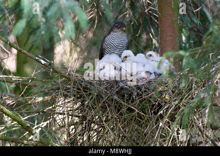 Vrouwtje Sperwer op Nest met Jongen; Weiblicher Eurasian Sparrowhawk auf Nest mit Jungen Stockfoto